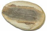 Macroneuropteris Fern Fossil Pos/Neg - Mazon Creek #325871-1
